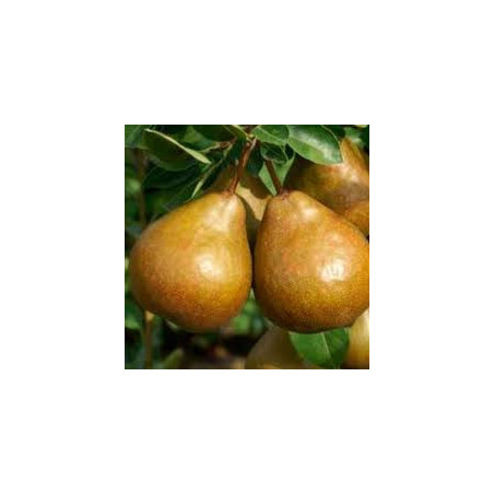 Pereira Durondeau ( Pyrus Communis)