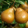 Pereira Durondeau ( Pyrus Communis)