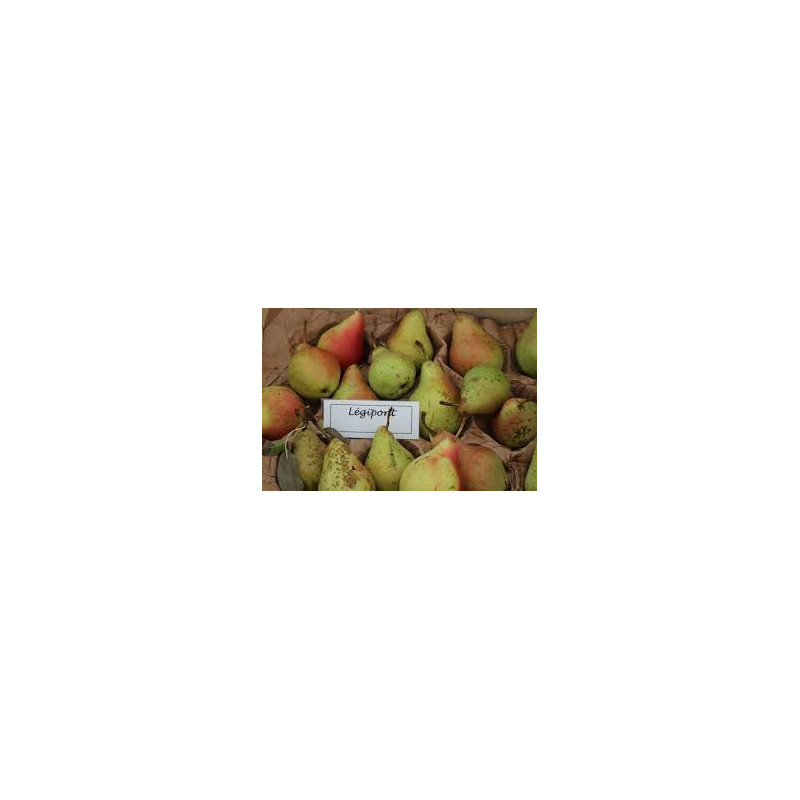 Pereira de Légipont ( Pyrus Communis)