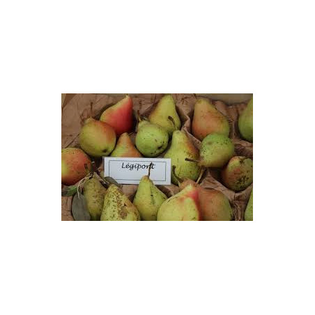 Pereira de Légipont ( Pyrus Communis)