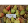 Pereira de Légipont ( Pyrus Communis)