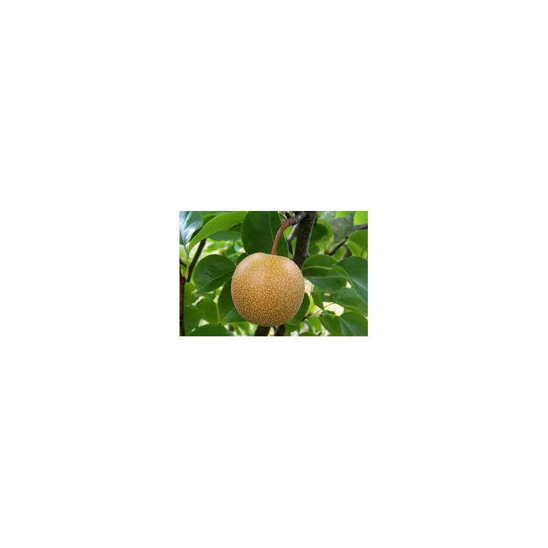 Pera Nashi Olímpica ( Pyrus Pyrifolia )