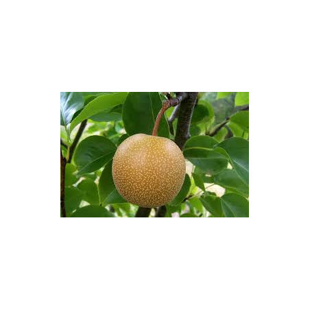 Pera Nashi Olímpica ( Pyrus Pyrifolia )