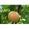 Pera Nashi Olímpica ( Pyrus Pyrifolia )