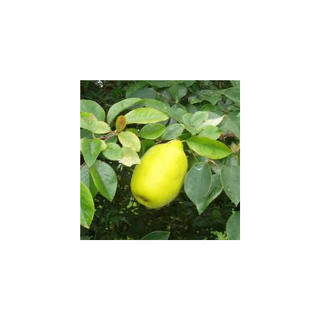 Marmelo Chinês ( Pseudocydonia Sinensis)