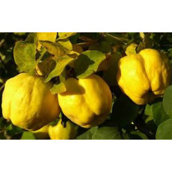 Marmelo de Portugal ( Cydonia Oblonga de Portugal)