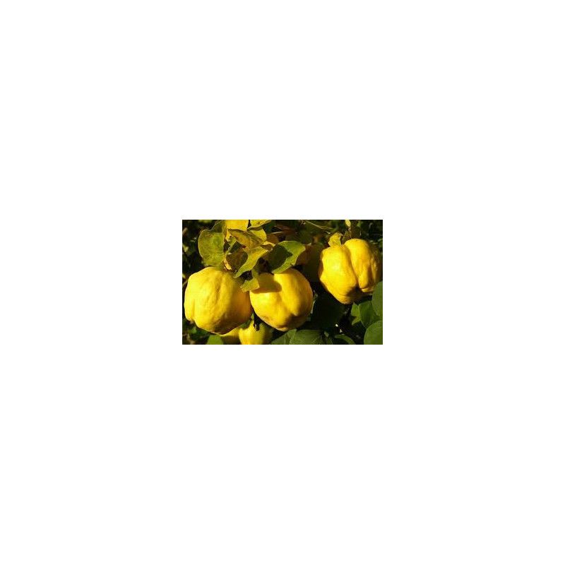 Marmelo de Portugal ( Cydonia Oblonga de Portugal)