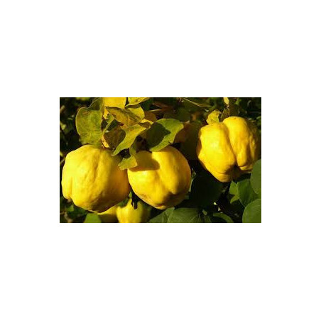 Marmelo de Portugal ( Cydonia Oblonga de Portugal)