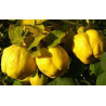 Marmelo de Portugal ( Cydonia Oblonga de Portugal)