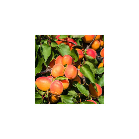 Damasco de Nancy ( Prunus Armeniaca)