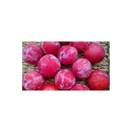 Ameixeira Mirabelle Ruby Colunar ( Prunus Domestica)