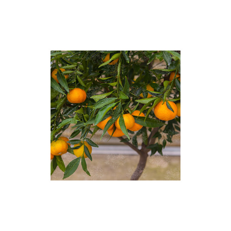 Tangor Geleking ( Citrus Nobilis Geleking)