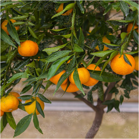 Tangor Geleking ( Citrus Nobilis Geleking)