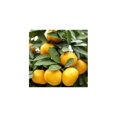 Mandarina Shiva Mikan ( Citrus Leiocarpa Yatsushiro)