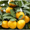 Mandarina Shiva Mikan ( Citrus Leiocarpa Yatsushiro)