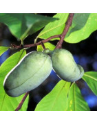 Asimina Triloba ( Paw Paw)