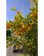 Kumquats