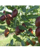 Azufaifo ( Ziziplus Jujuba)
