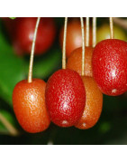 Elaeagnus