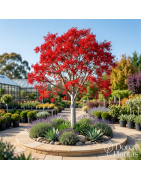 Plantas Ornamentais